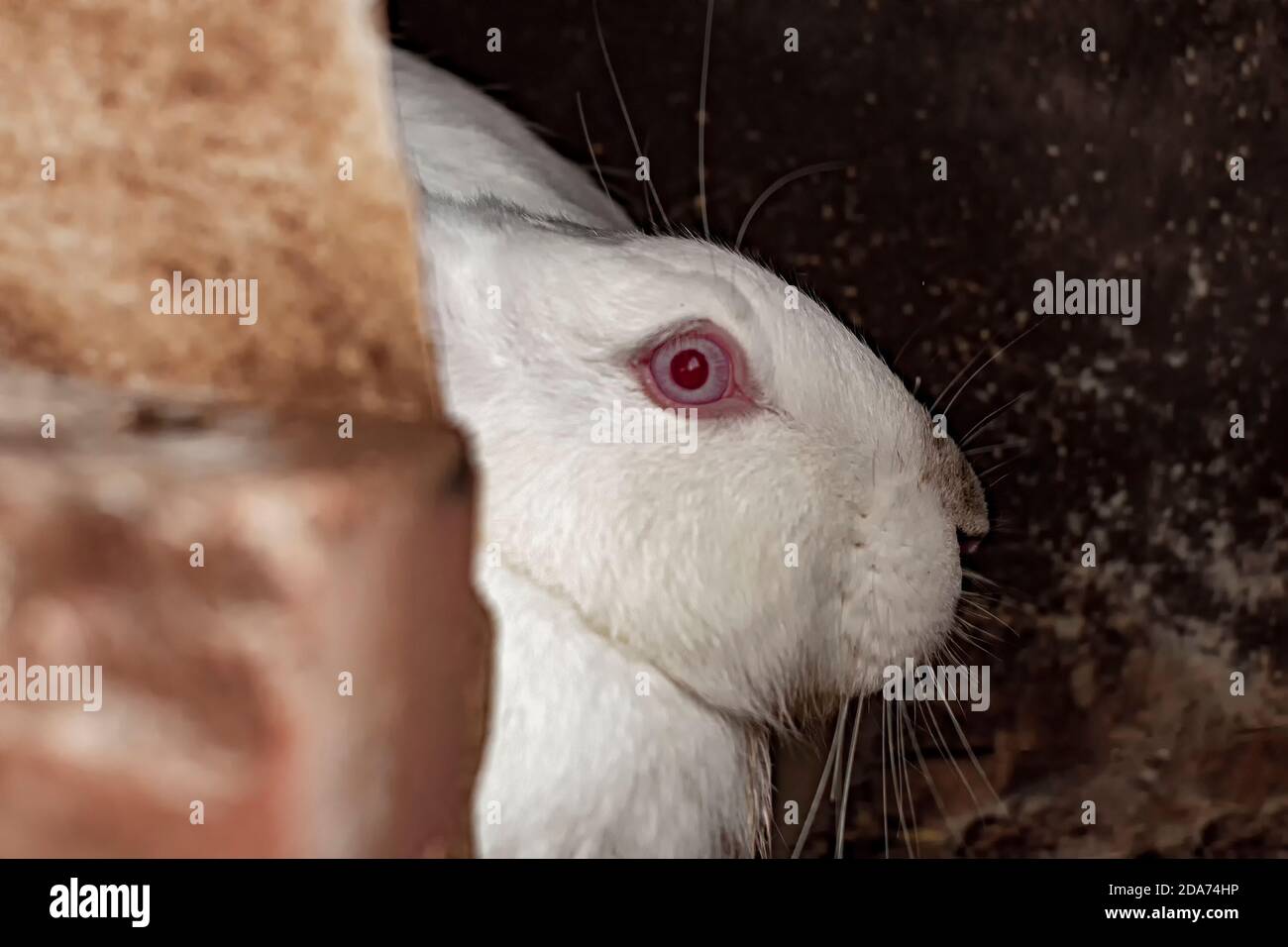 Un simpatico coniglio bianco con occhi rossi. Foto Stock