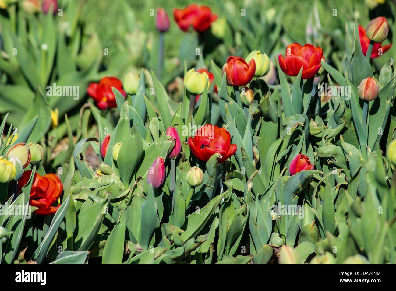 Tulipani rossi, gemme verdi che crescono sul prato. Primo piano. Un buon sfondo per un sito su fiori, floricoltura, arte Foto Stock