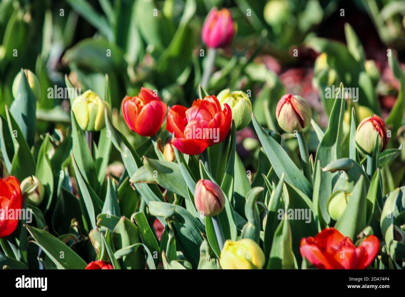 I tulipani rossi e gialli iniziano a fiorire. Primo piano. Un buon sfondo per un sito su fiori, floricoltura, arte Foto Stock