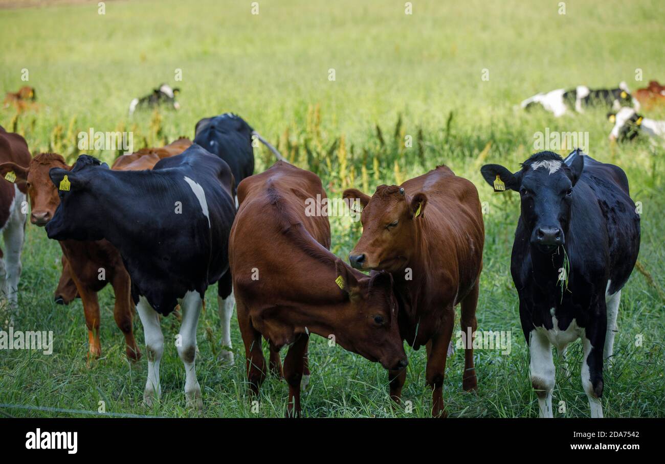 Bestiame bovino europeo forato libero in campo di fieno e sdraiato in erba a Estate , Finlandia Foto Stock