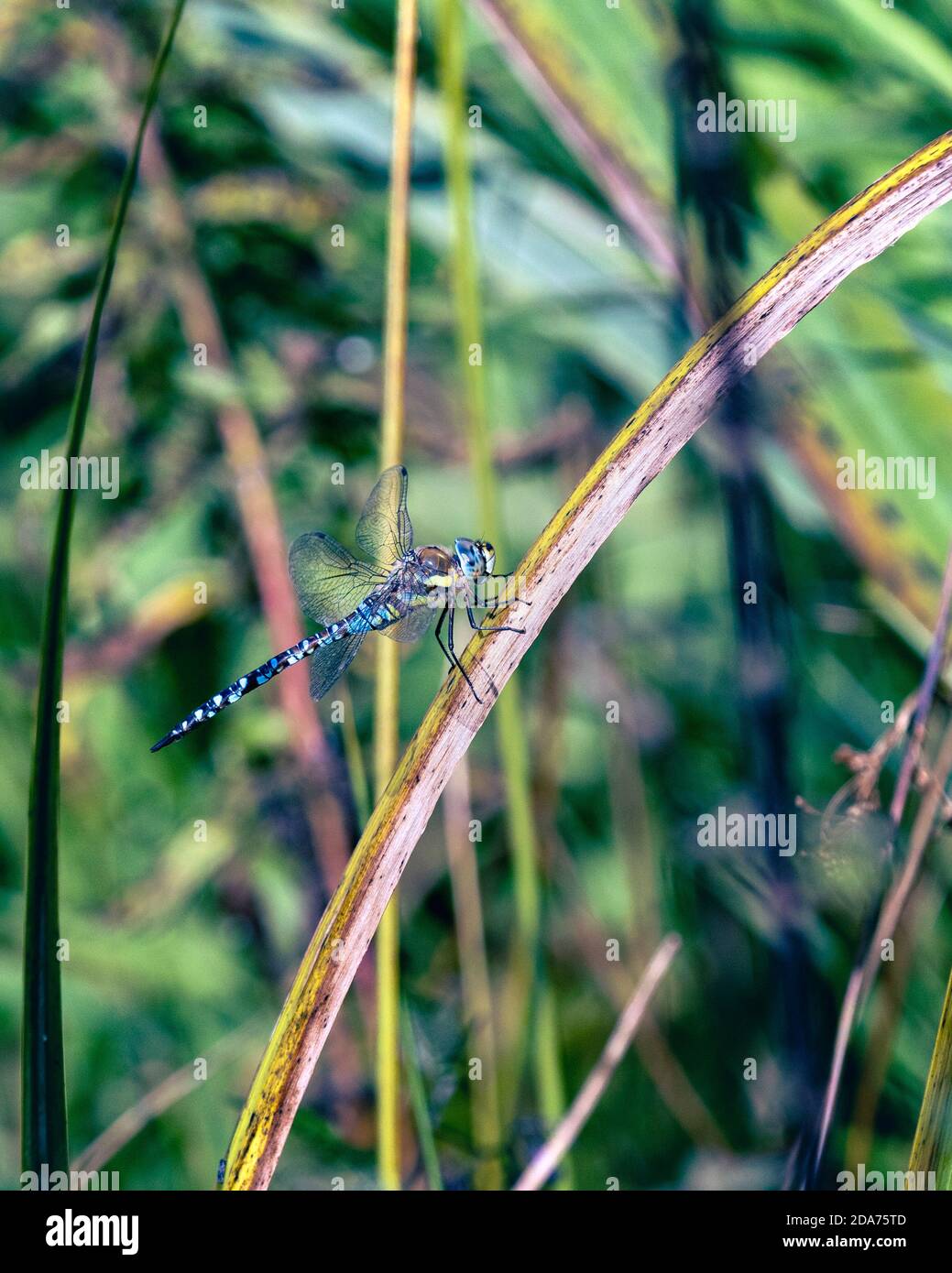 dragonfly che riposa su reads Foto Stock
