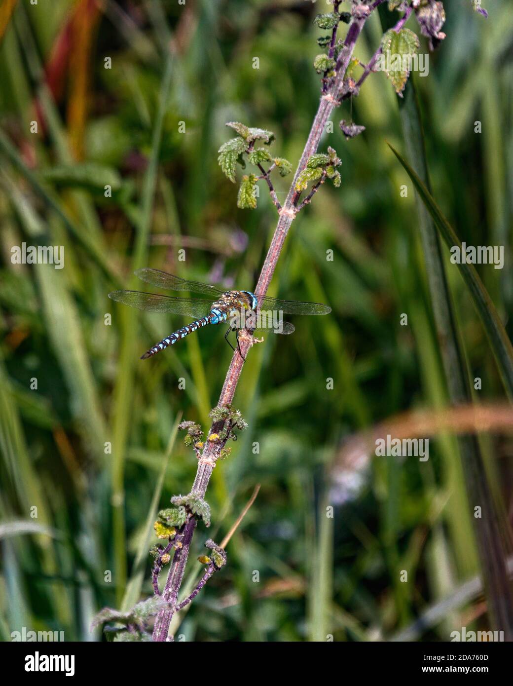 Migrant Hawker libellula in volo Foto Stock