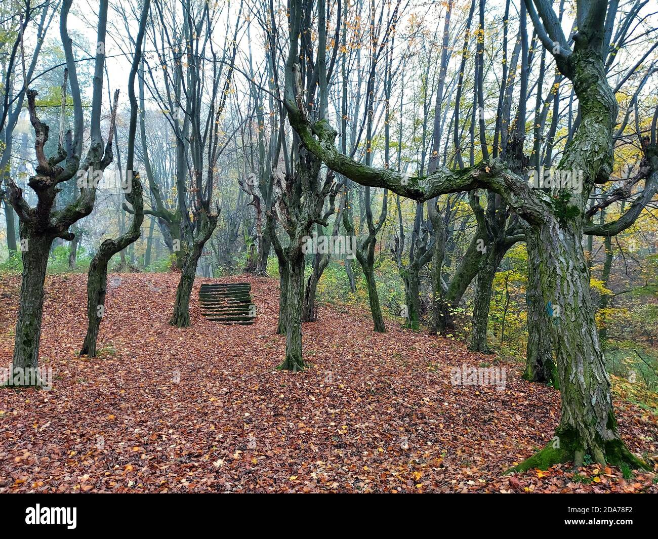 Non esclusivo: PIDHIRTSI, UCRAINA - 9 NOVEMBRE 2020 - passi ricoperti di muschio sono visti nell'arboreto vicino al Palazzo Pidhirtsi, villaggio di Pidhirtsi, Stry Foto Stock