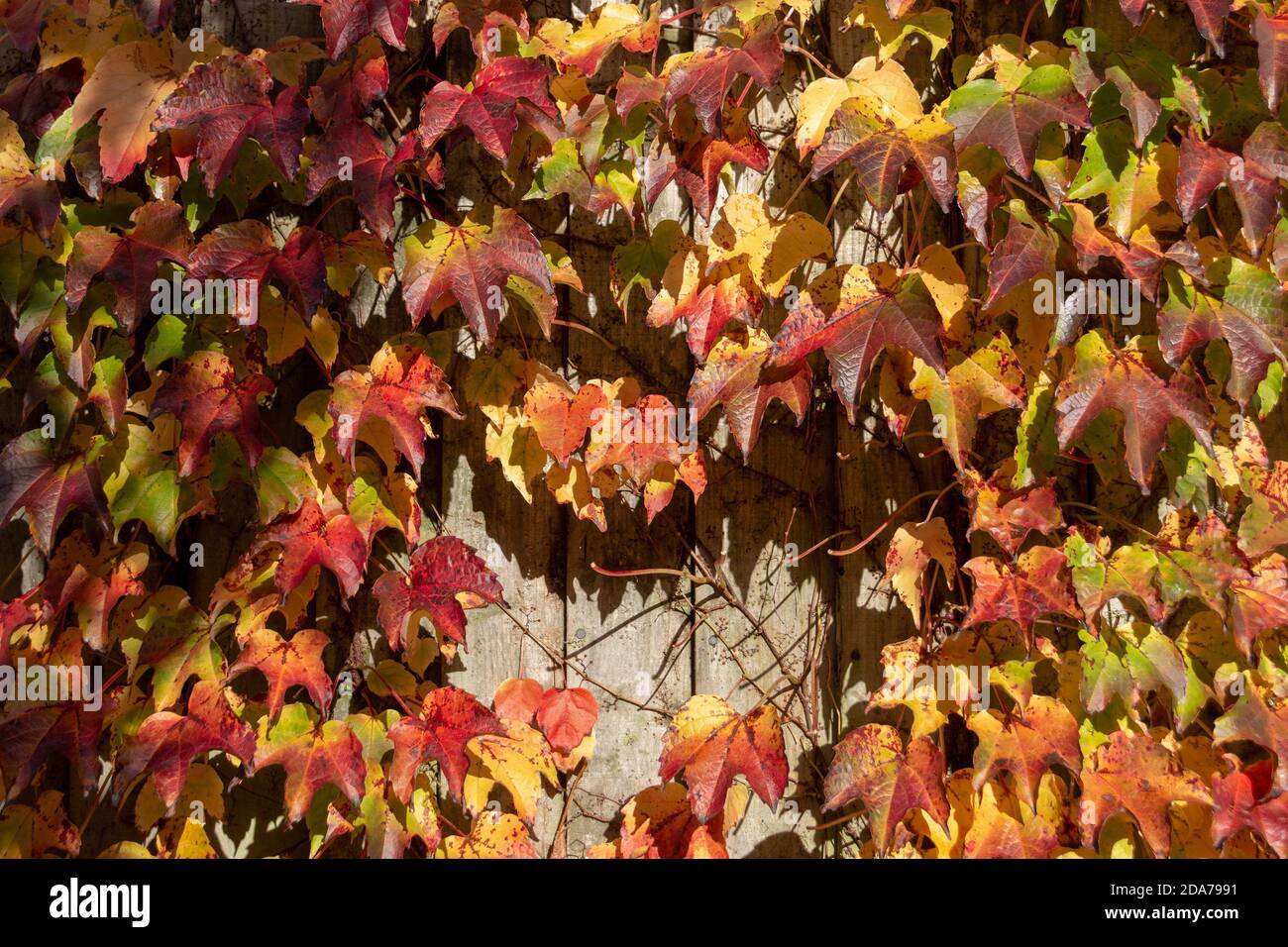 una vista ravvicinata delle belle foglie d'autunno che crescono su il lato di un muro di legno Foto Stock