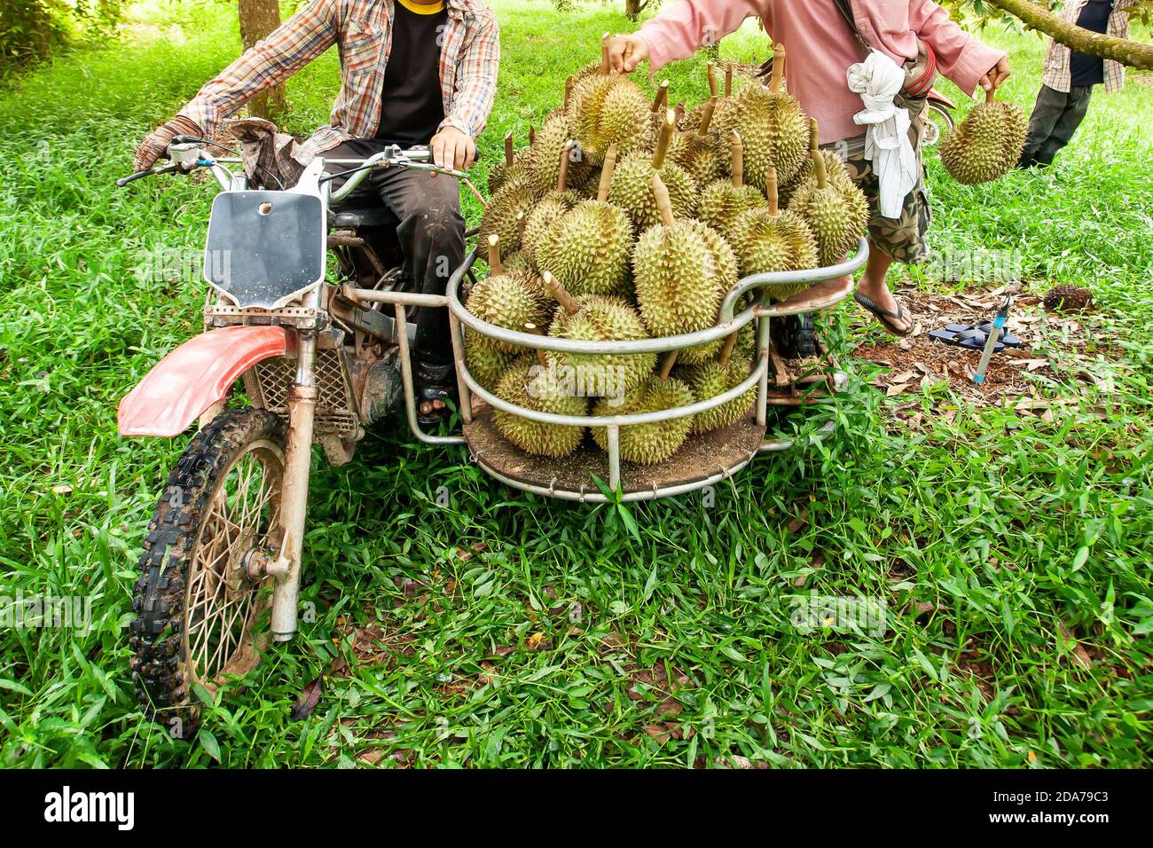 Triciclo in frutteto pieno di durian fresco, il re della frutta nel sud-est asiatico. Raccolta stagionale di frutta dura. Foto Stock
