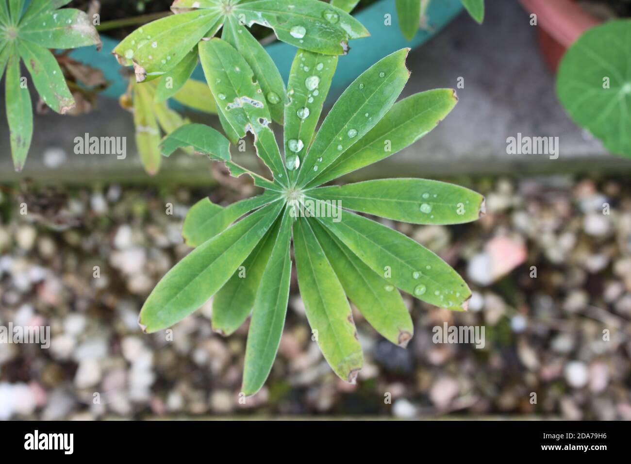 Buchi sulle foglie immagini e fotografie stock ad alta risoluzione - Alamy