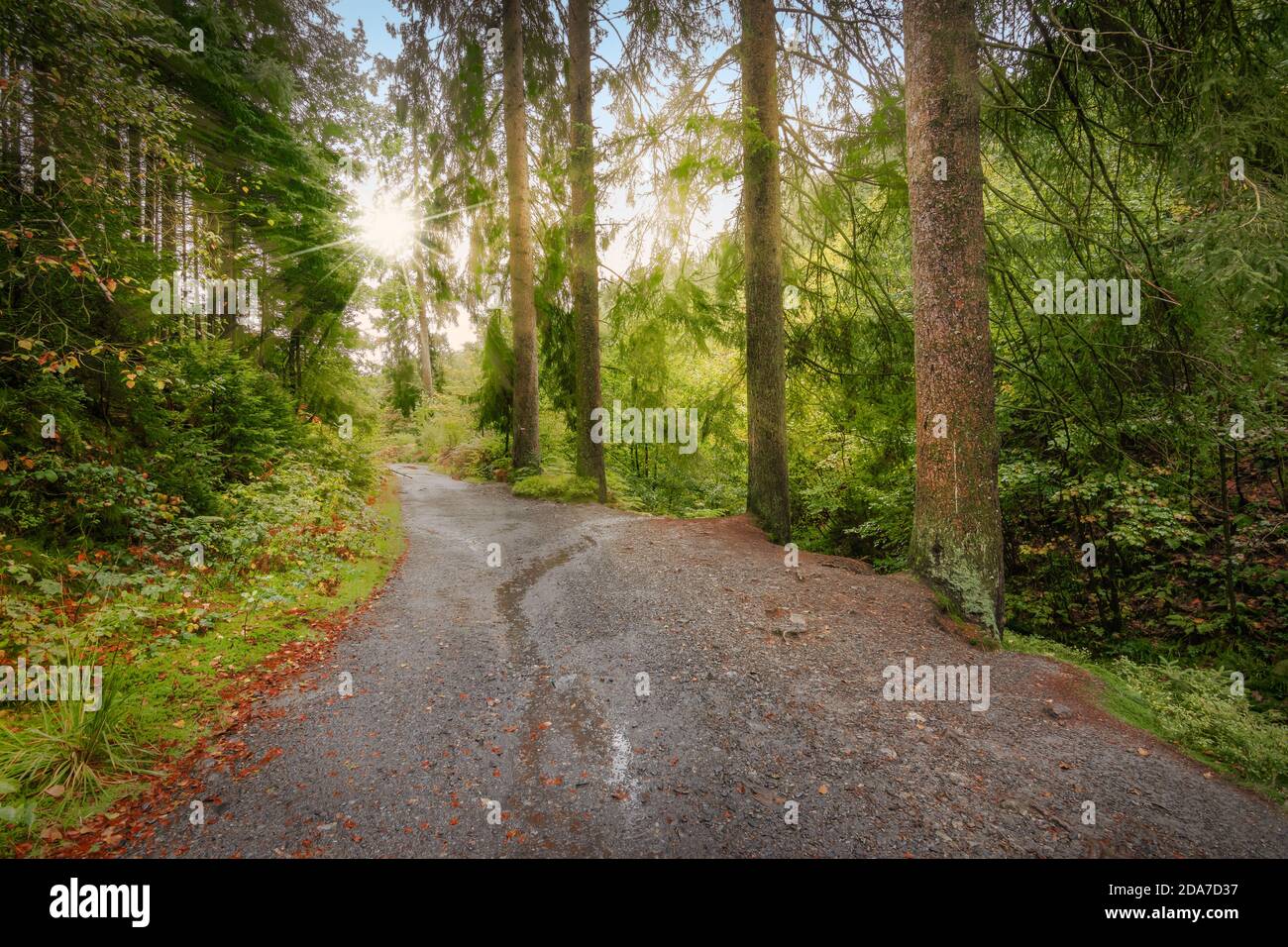 Sentiero pedonale nella foresta belga delle Ardenne vicino al Monte Rigi. Foto Stock