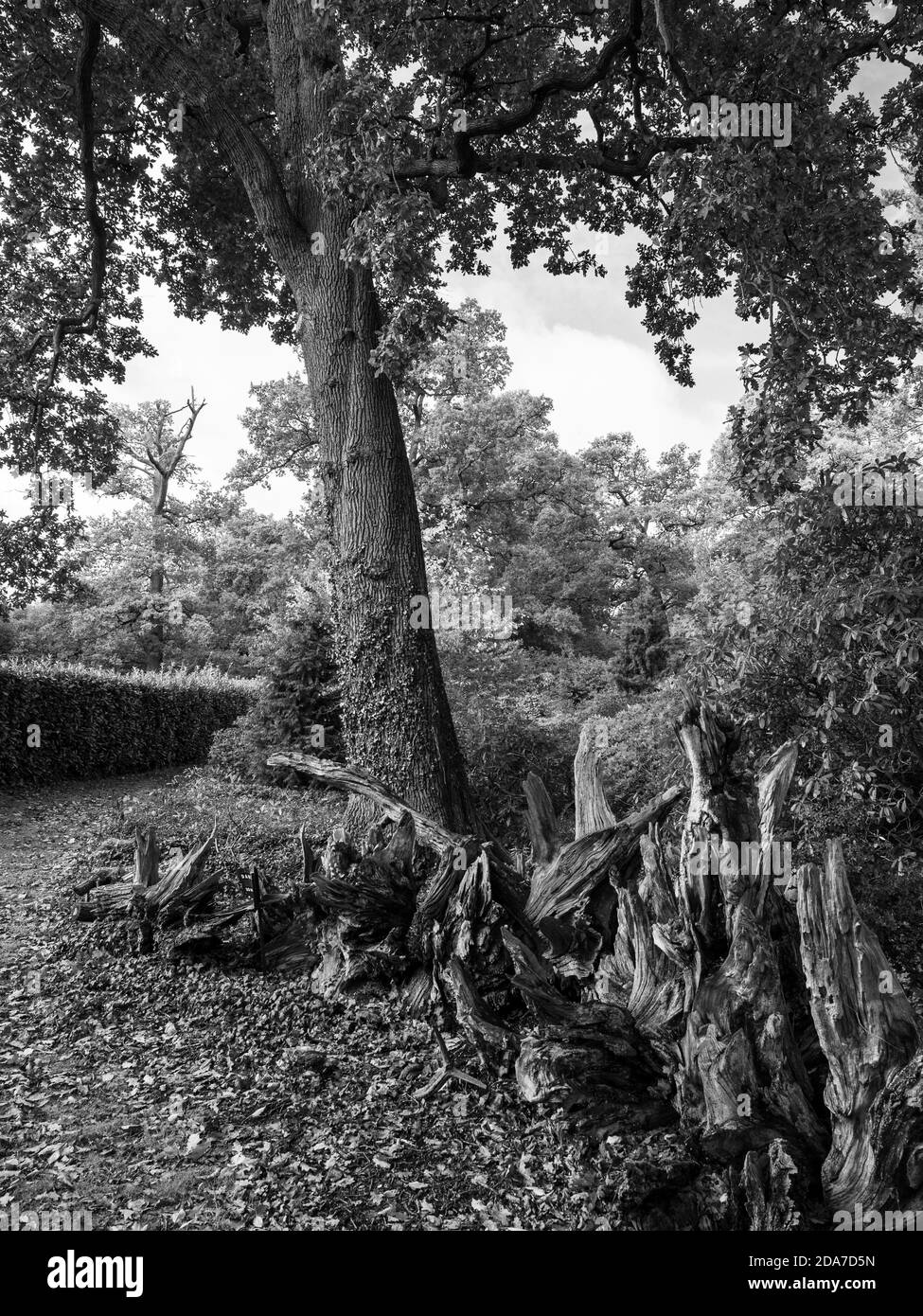 Paesaggio bianco e nero, Englefield House Gardens, Englefield, Berkshire, Inghilterra, Regno Unito, GB. Foto Stock