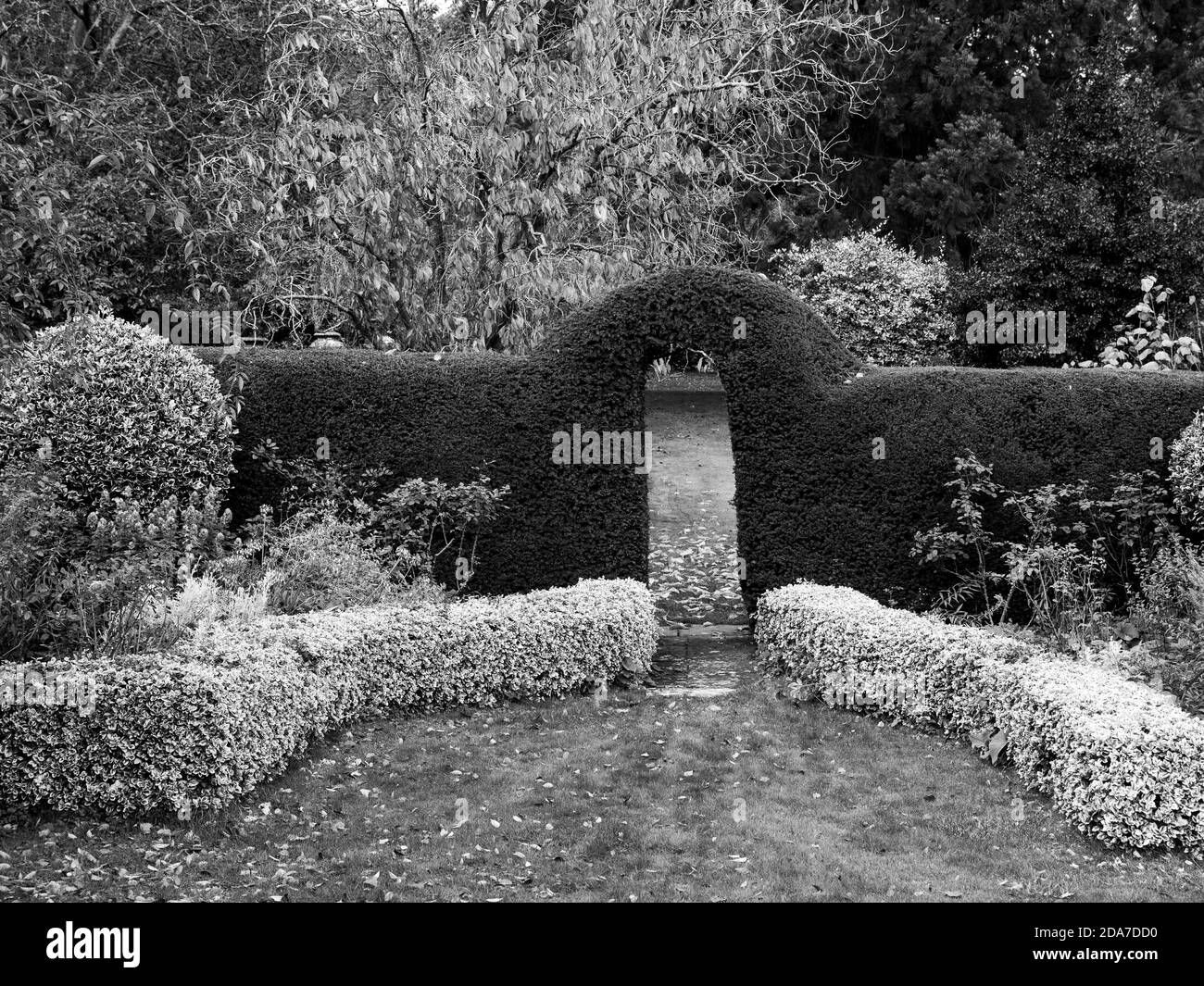Giardino bianco e nero, Garden Hedges, Englefield House Gardens, Thale, Reading, Berkshire, Inghilterra, UK, GB. Foto Stock