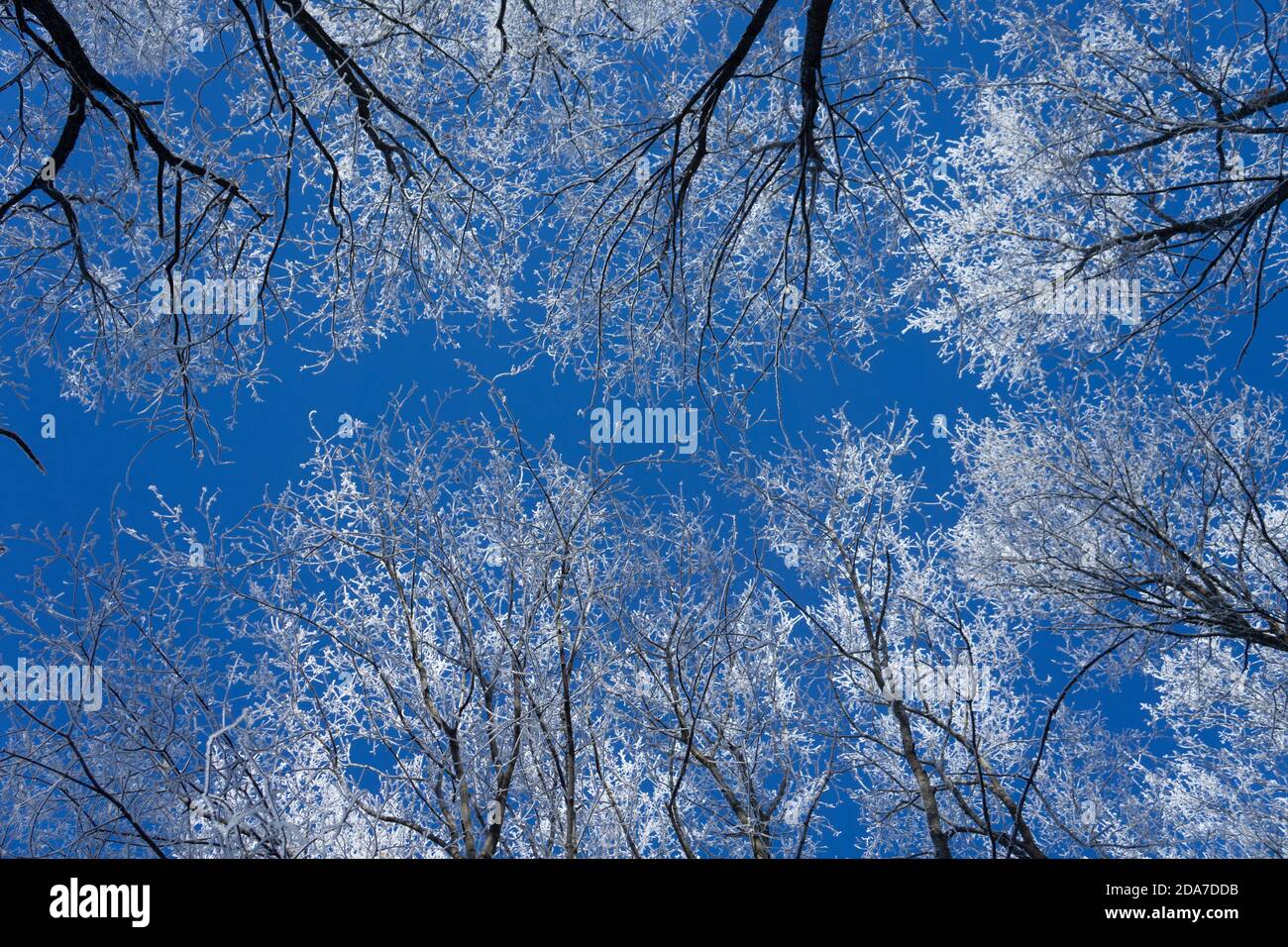 Neve appena su albero in foresta sulla luce solare giorno d'inverno Foto Stock