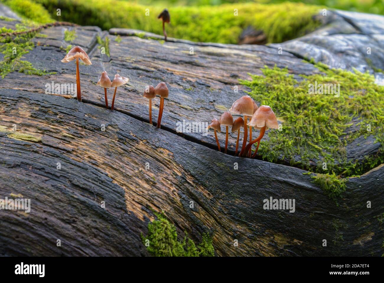 I minuscoli funghi a forma di campana germogliano da una fessura nella tronco bagnato di un albero caduto in una foresta autunnale Foto Stock