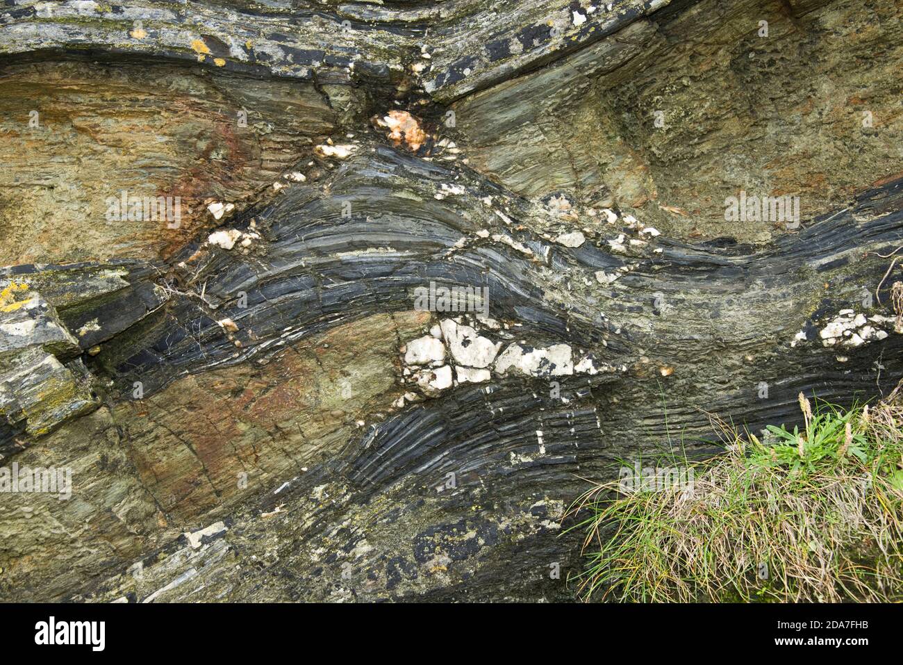 Forme rocciose stratificate e modelli intrecciati con quarzo nelle scogliere di ardesia sopra Tintagel nella Cornovaglia del Nord, ottobre Foto Stock