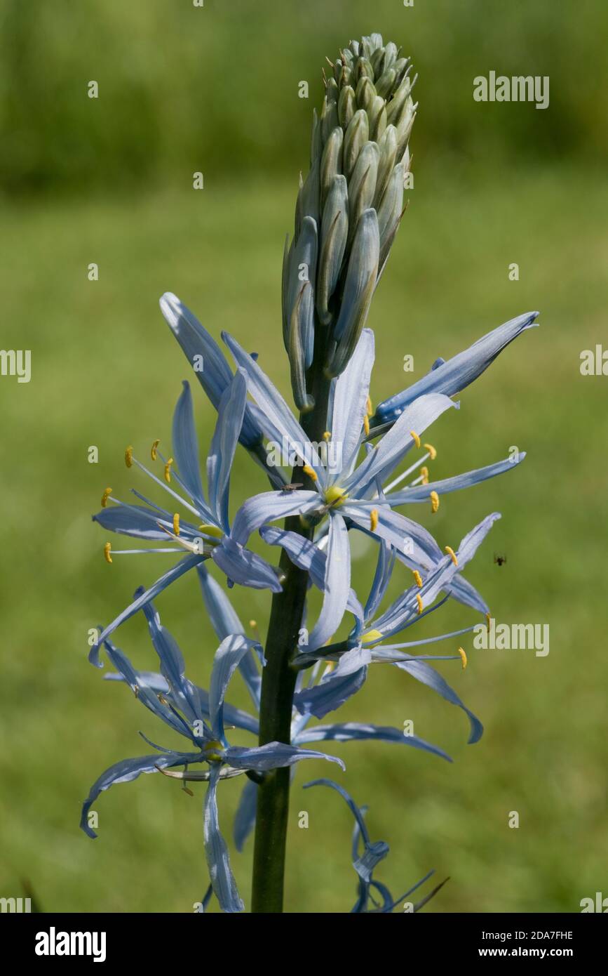 Spike di fiori blu ghiaccio di Camassia cusickii una lampadina ornamentale con antere gialle, Berkshire, maggio Foto Stock Spike di fiori blu ghiaccio di Camassia cusickii una lampadina ornamentale con antere gialle, Berkshire, maggio Foto Stock