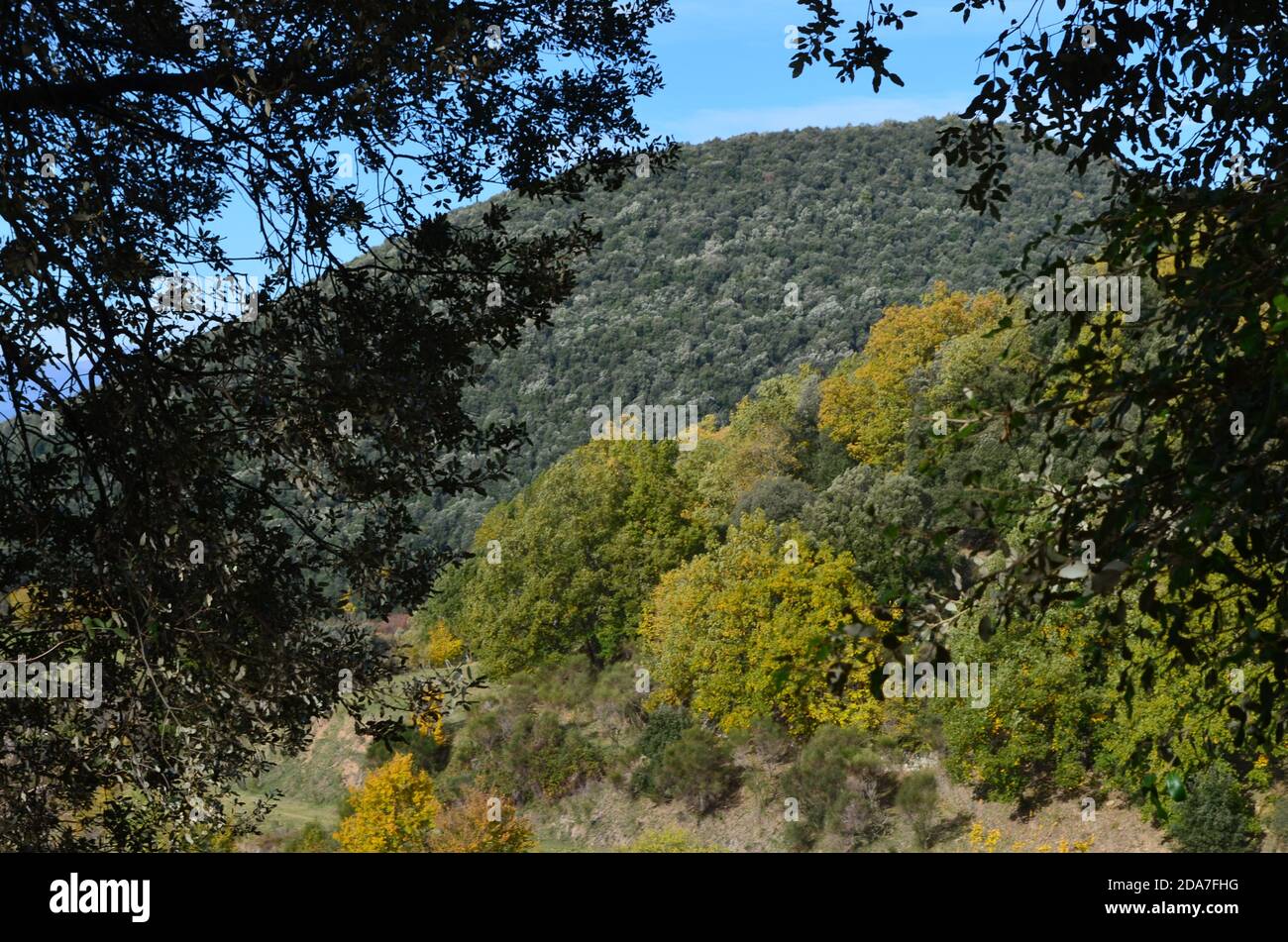 Colori autunnali nella faggeta di Fageda d’en Jordà, Parco Naturale della zona vulcanica di Garottxa, Catalogna Foto Stock