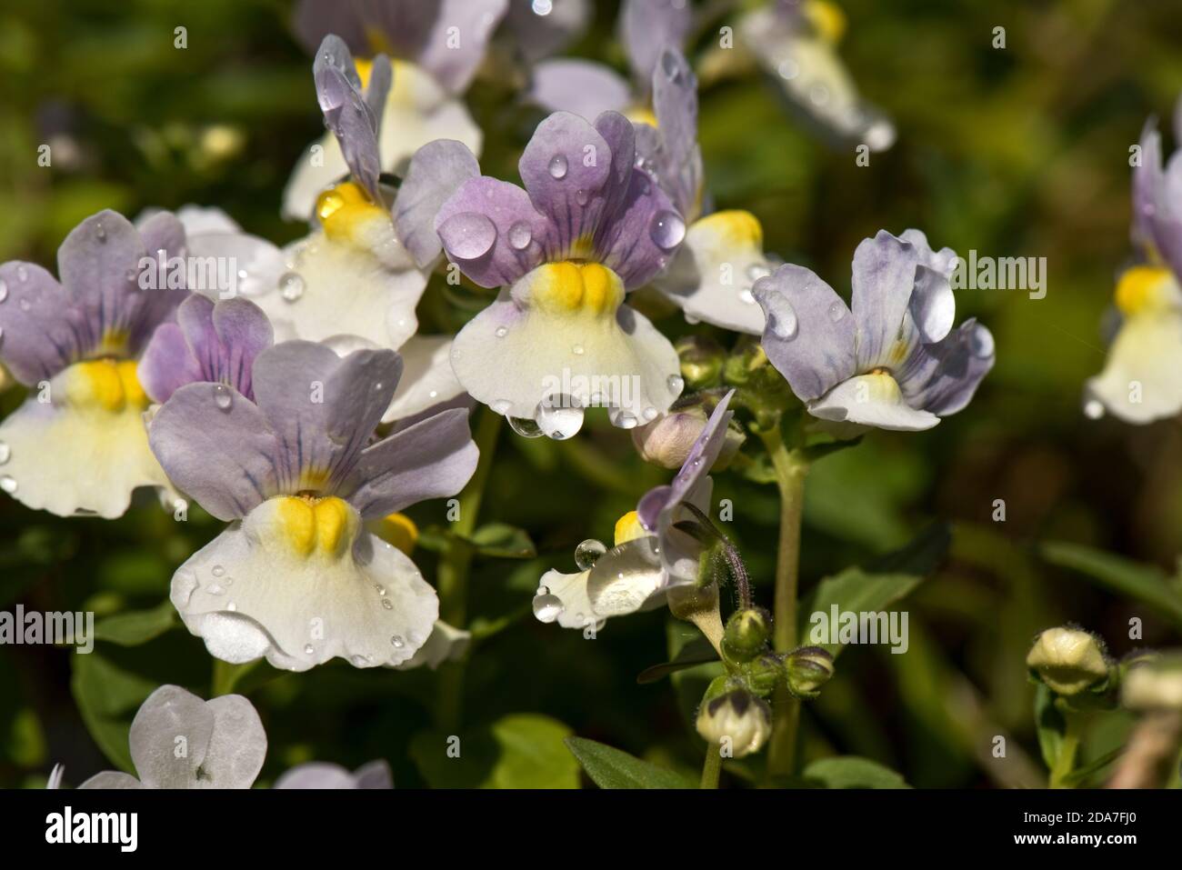 Nemesia 'Easter Bonnet' lilla, fiori gialli e bianchi con gocce di pioggia fortemente profumato con una fragranza di vaniglia, maggio Foto Stock