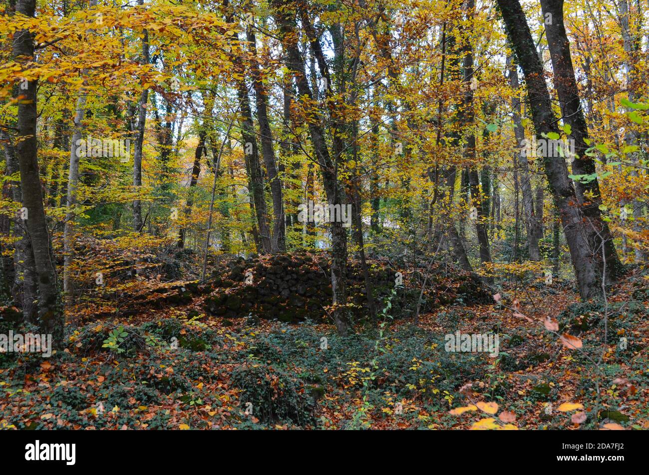 Colori autunnali nella faggeta di Fageda d’en Jordà, Parco Naturale della zona vulcanica di Garottxa, Catalogna Foto Stock