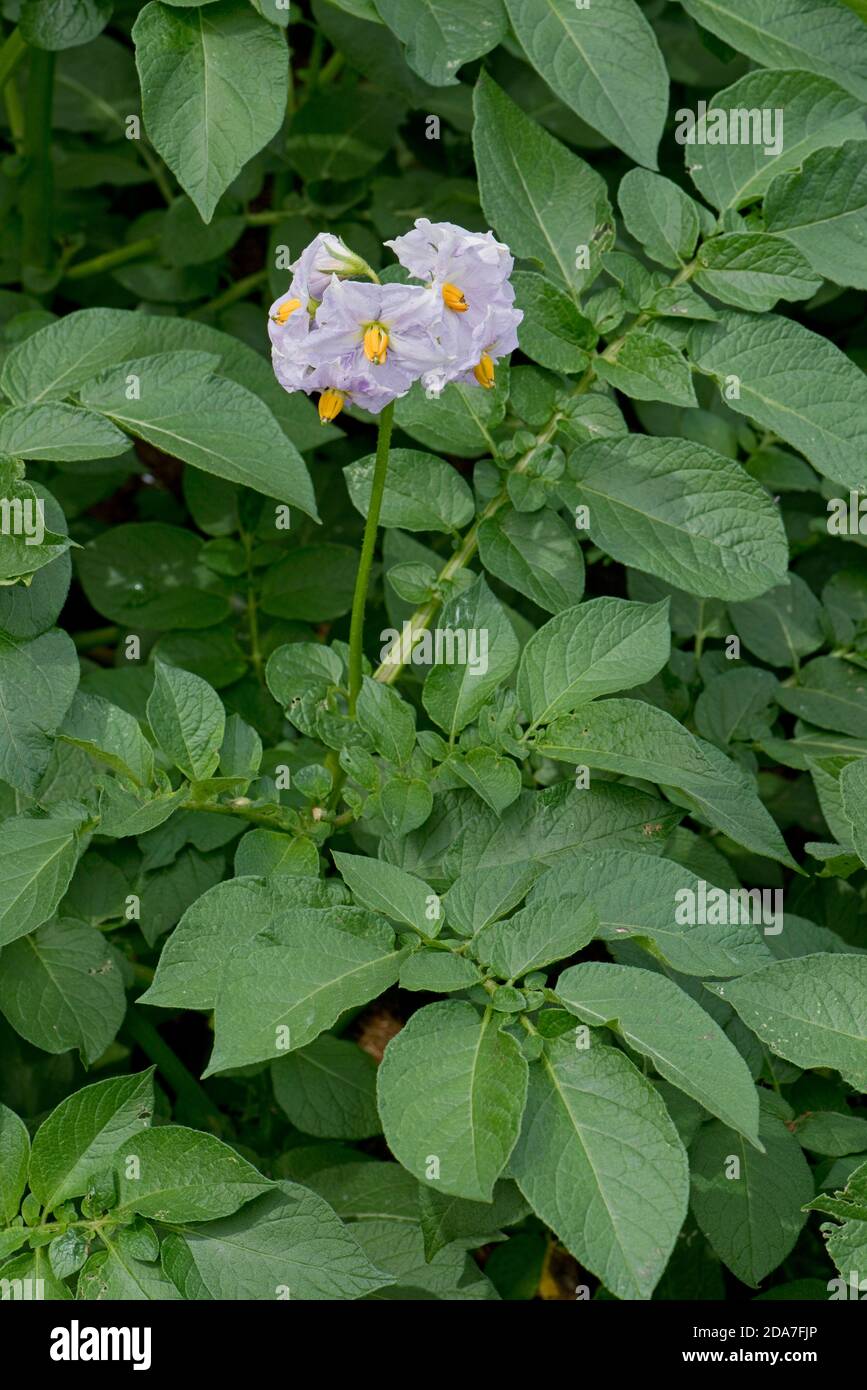 Lilla fiore di insalata di patata 'Charlotte' pianta raccolto con fogliame sano in un orto, Berkshire, giugno Foto Stock