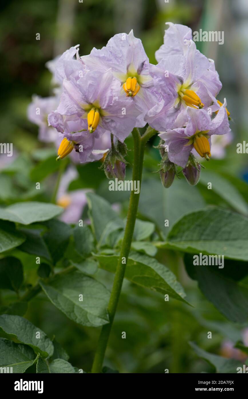 Lilla fiore di insalata di patata 'Charlotte' pianta raccolto con fogliame sano in un orto, Berkshire, giugno Foto Stock