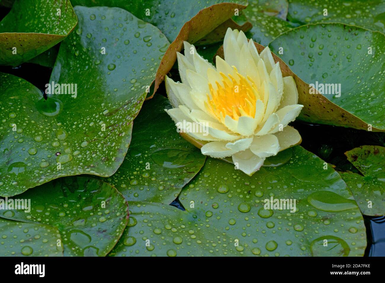 Giglio d'acqua giallo ( Nymphaea sp.) fiorente tra le foglie coperte da goccioline di pioggia, Berkshire, agosto Foto Stock