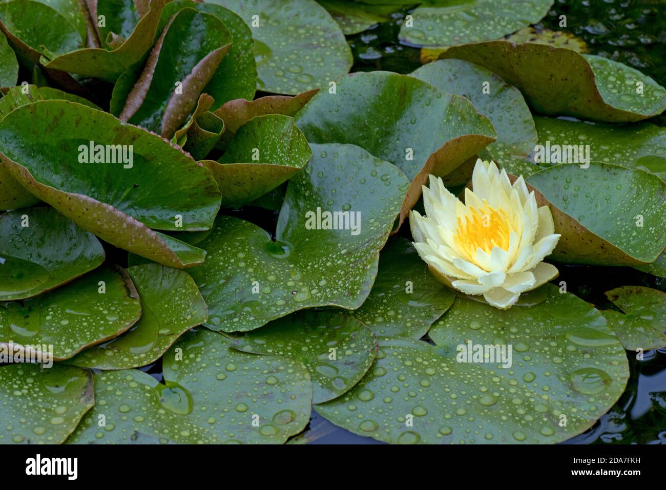 Giglio d'acqua giallo ( Nymphaea sp.) fiorente tra le foglie coperte da goccioline di pioggia, Berkshire, agosto Foto Stock