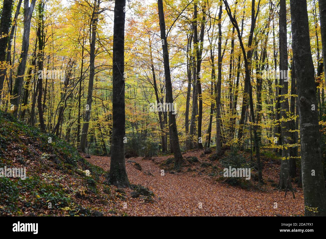 Colori autunnali nella faggeta di Fageda d’en Jordà, Parco Naturale della zona vulcanica di Garottxa, Catalogna Foto Stock