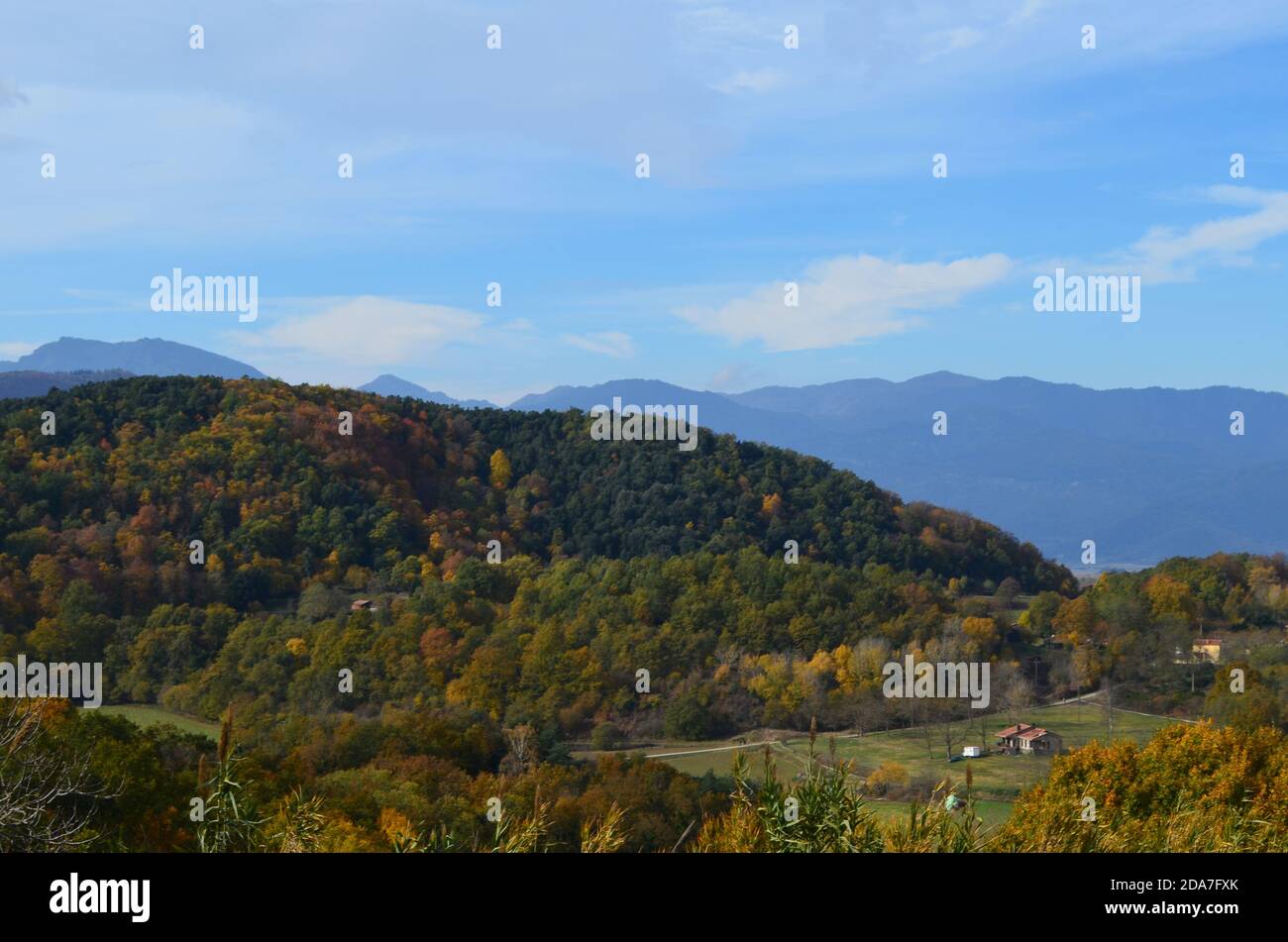 Colori autunnali nella faggeta di Fageda d’en Jordà, Parco Naturale della zona vulcanica di Garottxa, Catalogna Foto Stock