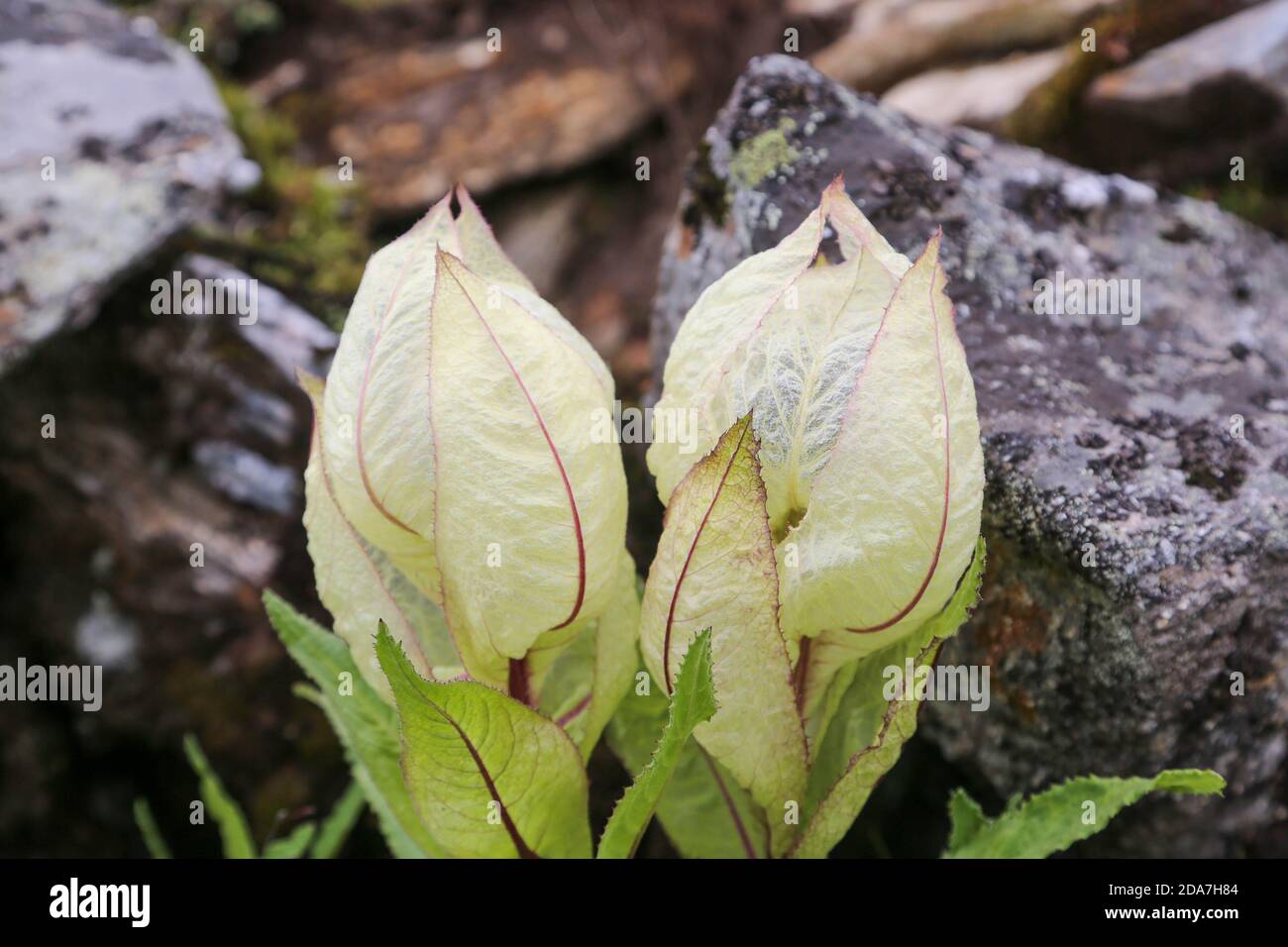Fiore di Himalaya Brahma Kamal nome scientifico Saussurea oblvallata. La Saussurea obvallata è una specie di pianta fiorita delle Asteracee. Foto Stock