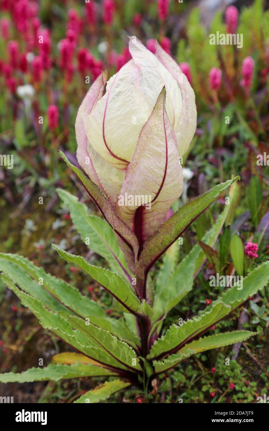 Fiore di Himalaya Brahma Kamal nome scientifico Saussurea oblvallata. La Saussurea obvallata è una specie di pianta fiorita delle Asteracee. Foto Stock