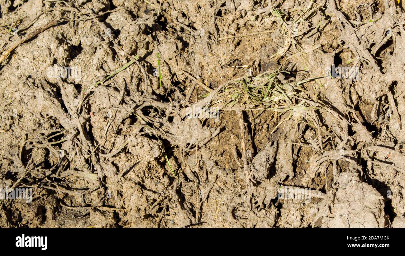 trama di fondo-primo piano di fango brutto indurito con erba e. erbacce mescolate in una giornata di sole Foto Stock