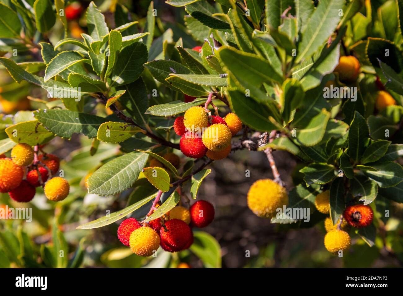 Frutti della fragola dell'isola di Mljet, Croazia Foto Stock