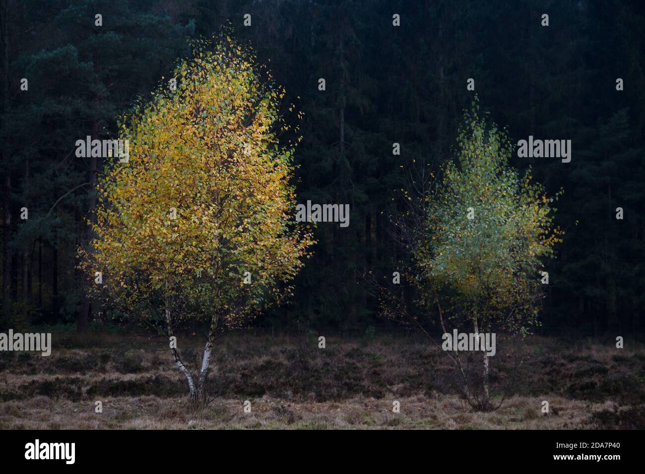 Giovani alberi di betulla in bei colori autunnali su una brughiera sullo sfondo di una pineta scura Foto Stock