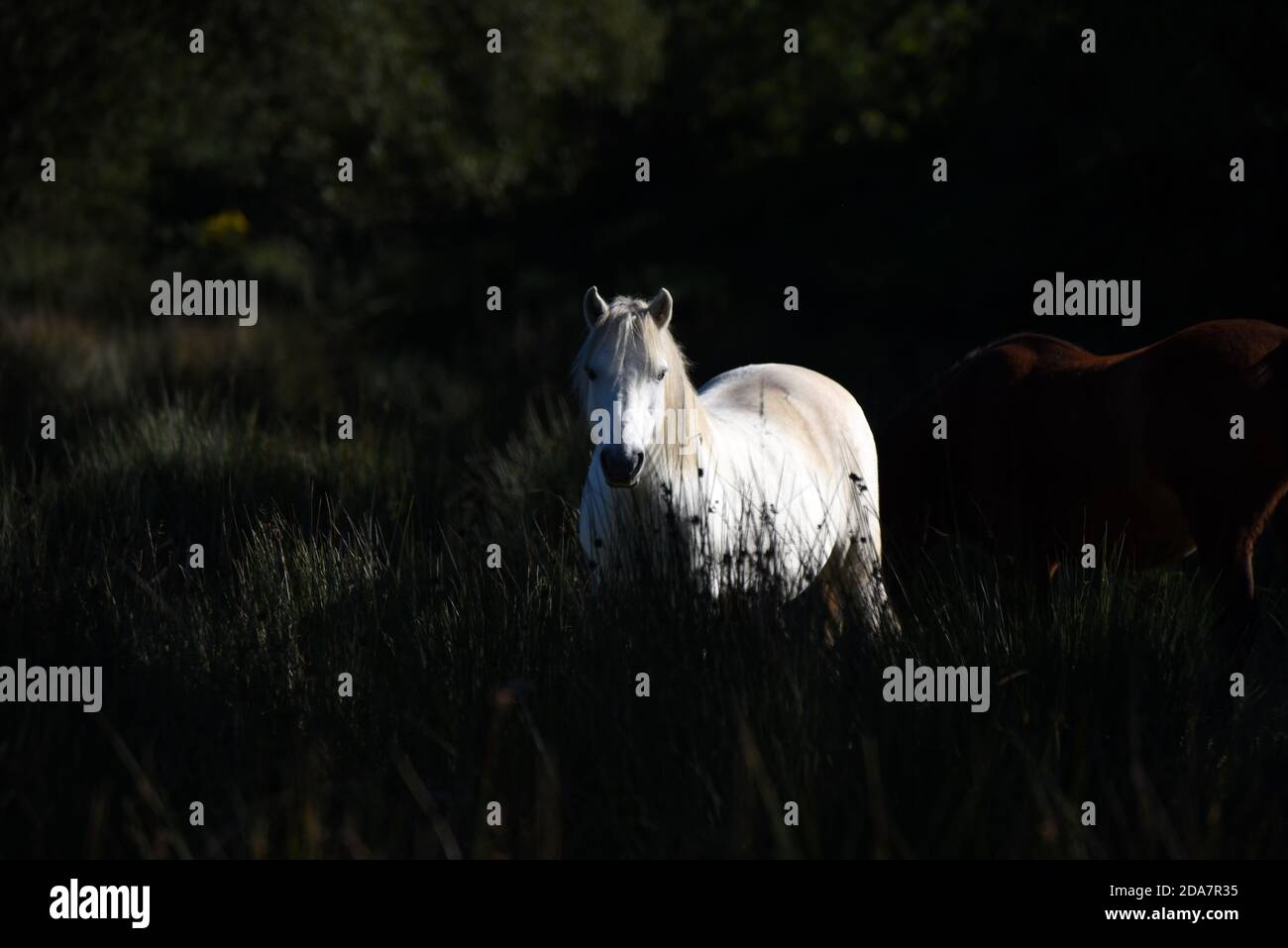 Un cavallo bianco si distingue contro uno sfondo scuro in Questa foto è stata scattata vicino a Tregaron in una giornata estiva limpida Foto Stock