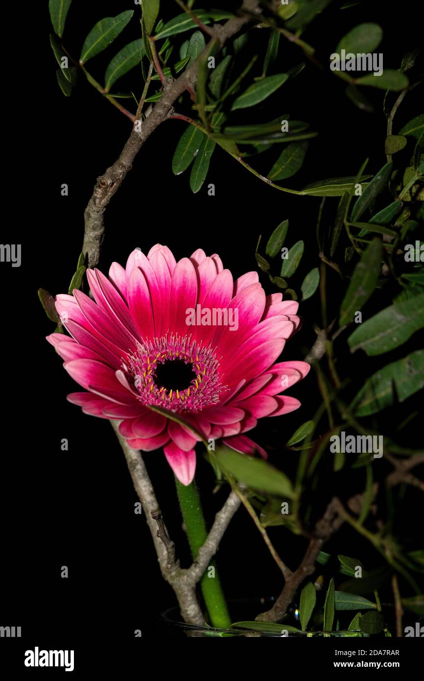 Fiore rosa che riposa tra rami e foglie. Foto Stock