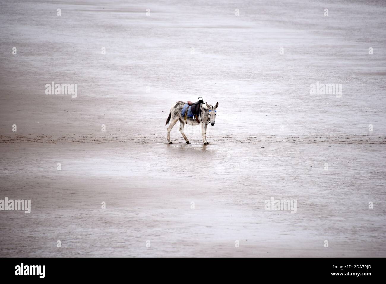 Un asino solitario si erge da solo sulla spiaggia di Weston-super-Mare su un giorno di overcast alla fine della stagione Foto Stock