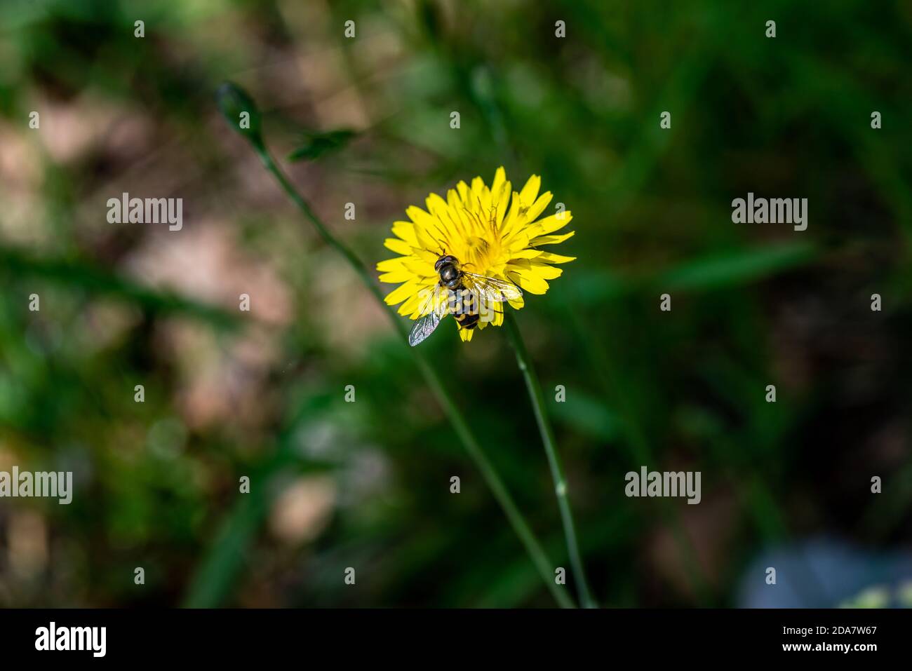 eupeodes luniger su fiore giallo Foto Stock