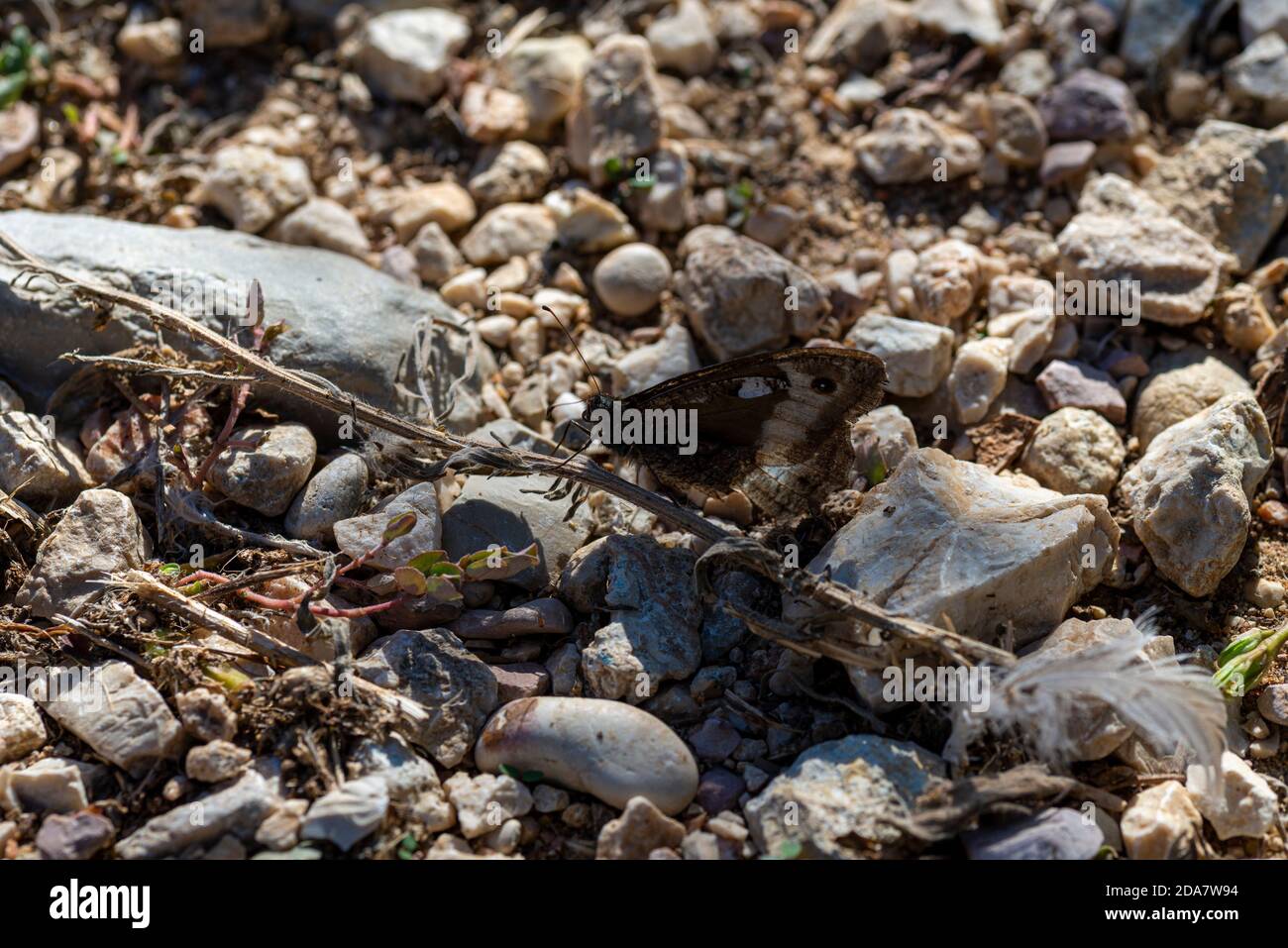 terni, italia settembre 07 2020:ipparchia semele farfalla riposante a terra in un terreno pietroso Foto Stock