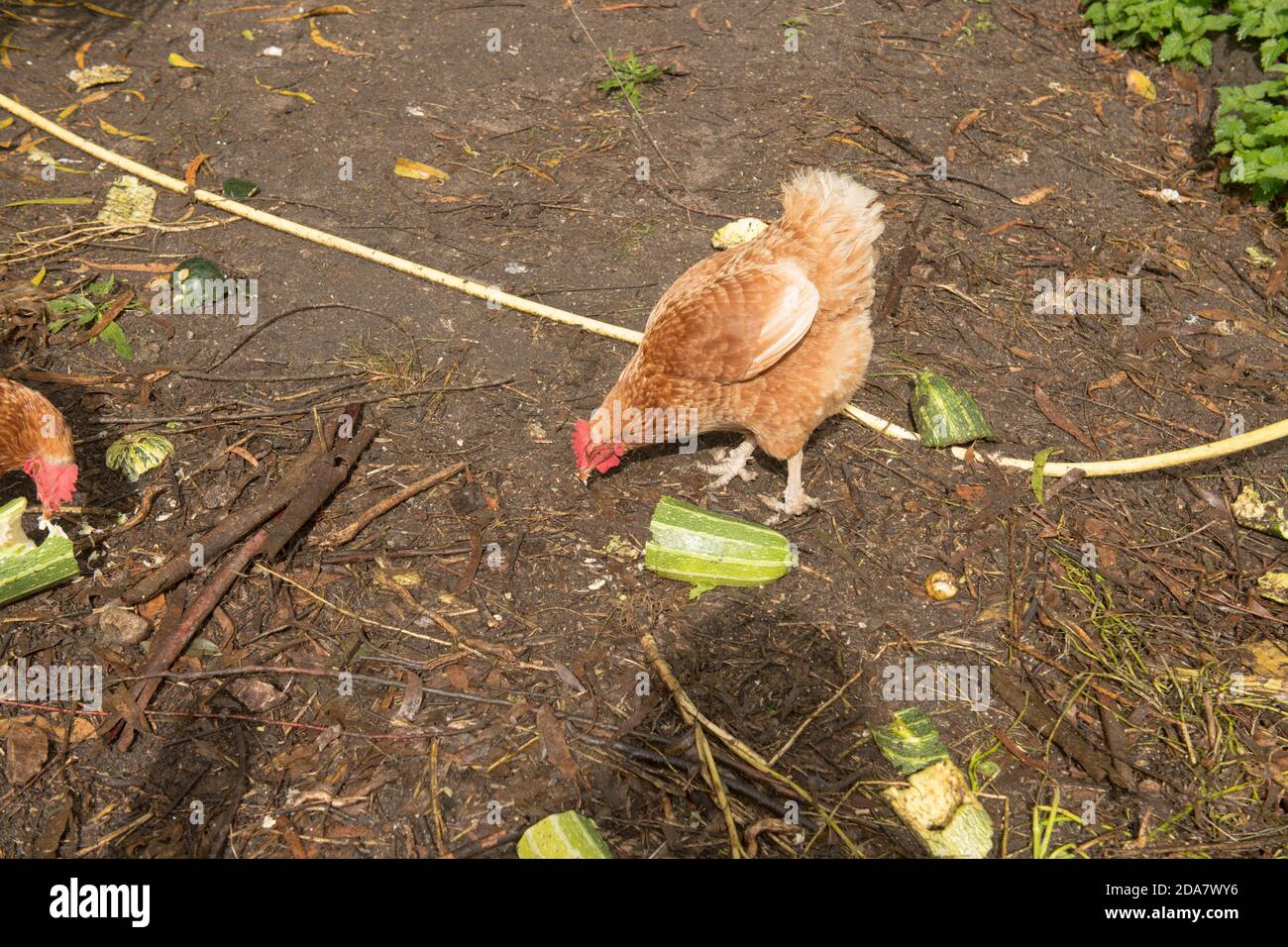 Polli Tresco a portata libera (Rhode Island Red e Warren Cross) Pascolo su scarti di cibo in un recintato recintato recintato sul Isola di Tresco nelle Isole di SC Foto Stock