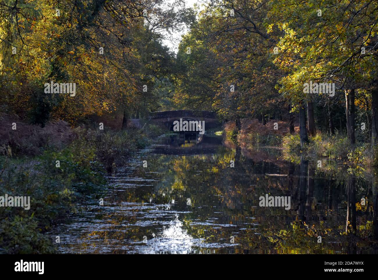 Un ponte sul bellissimo canale di Basingstoke vicino a Pirbright in Surrey in un giorno d'autunno ancora Foto Stock