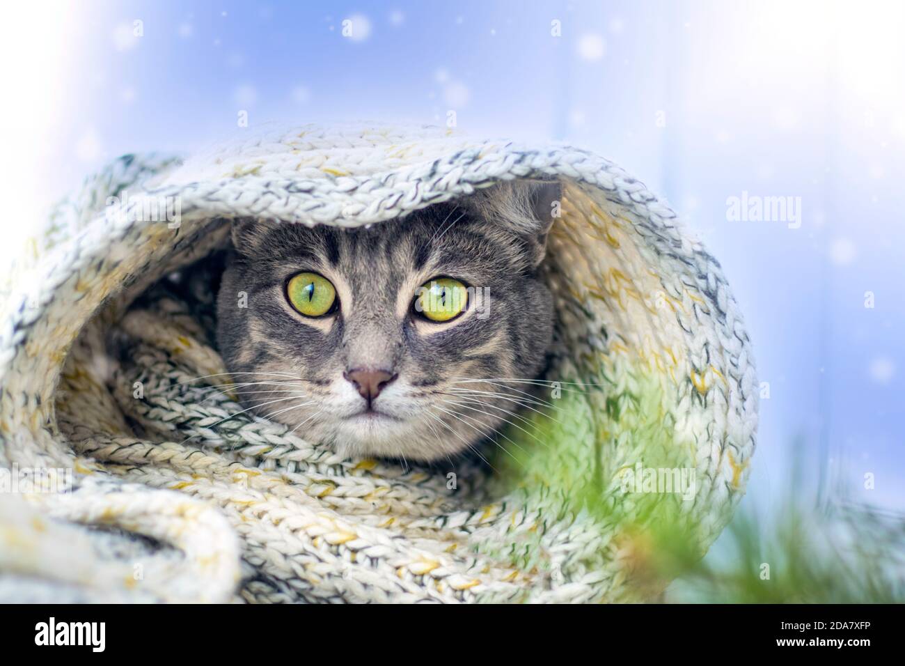 Gatto grigio in una sciarpa di lana a maglia calda su sfondo blu con neve. Il concetto di calore. Vacanze ed eventi. Messa a fuoco morbida Foto Stock