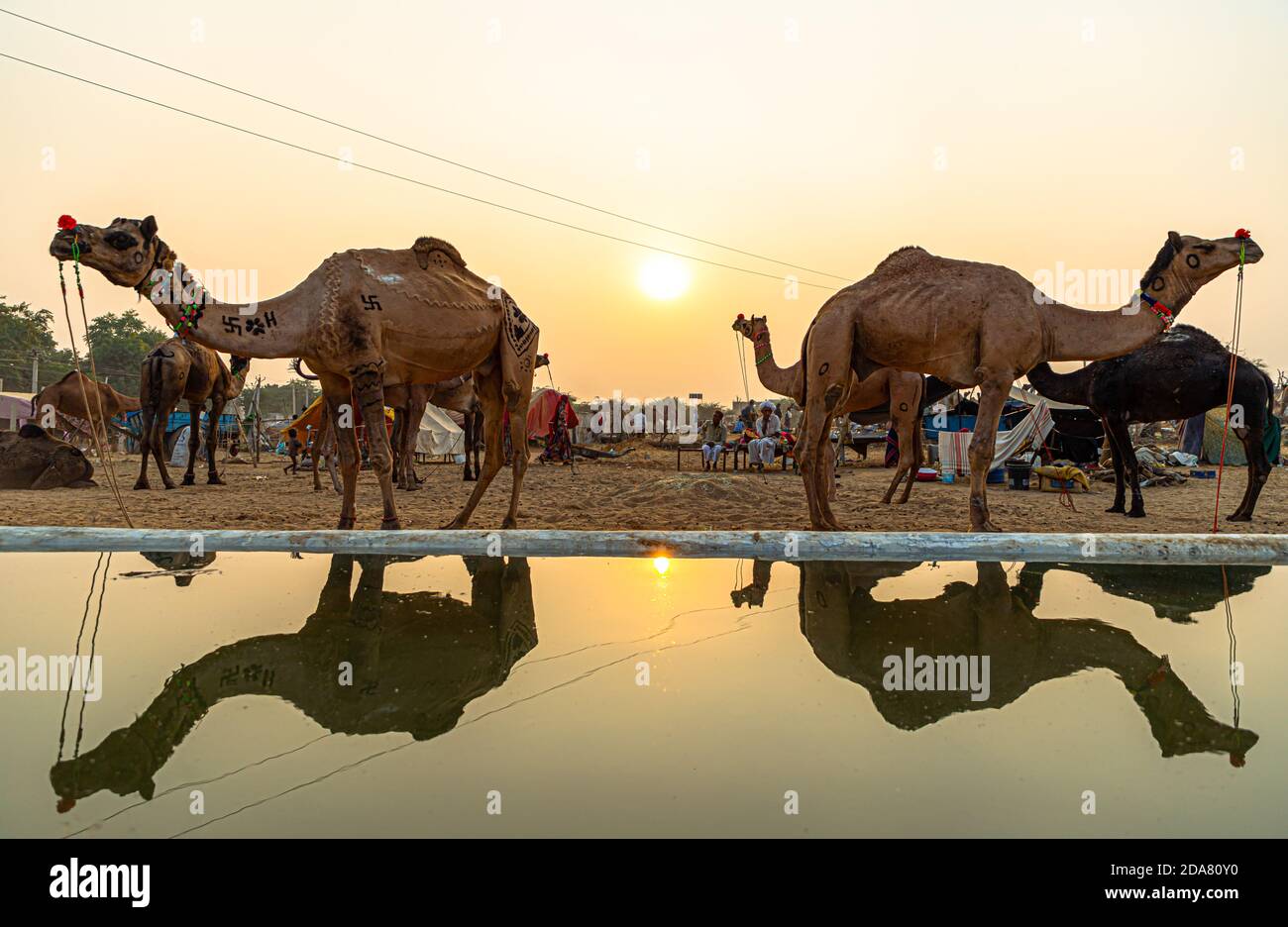 riflesso di un cammello e sole sull'acqua a pushkar festa del cammello Foto Stock