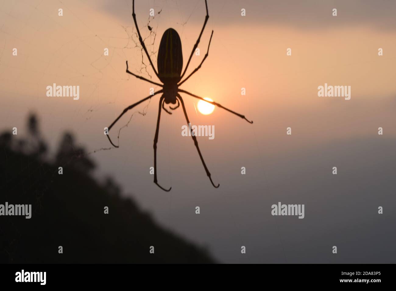 Foto del tramonto con le mogli ragno e ragno Foto Stock