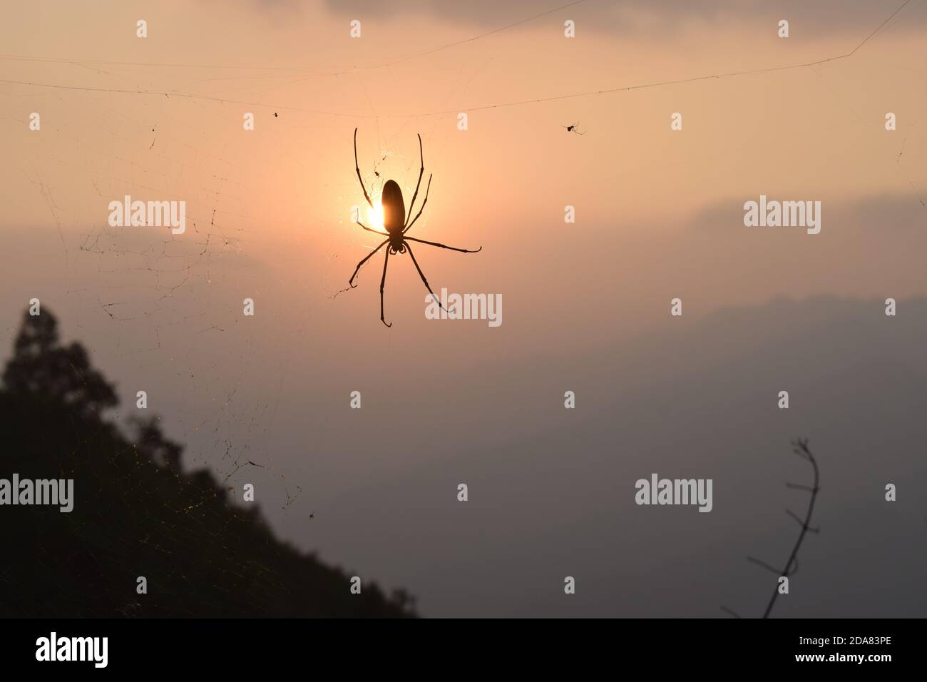 Silhouette a ragno isolata con sfondo tramonto Foto Stock