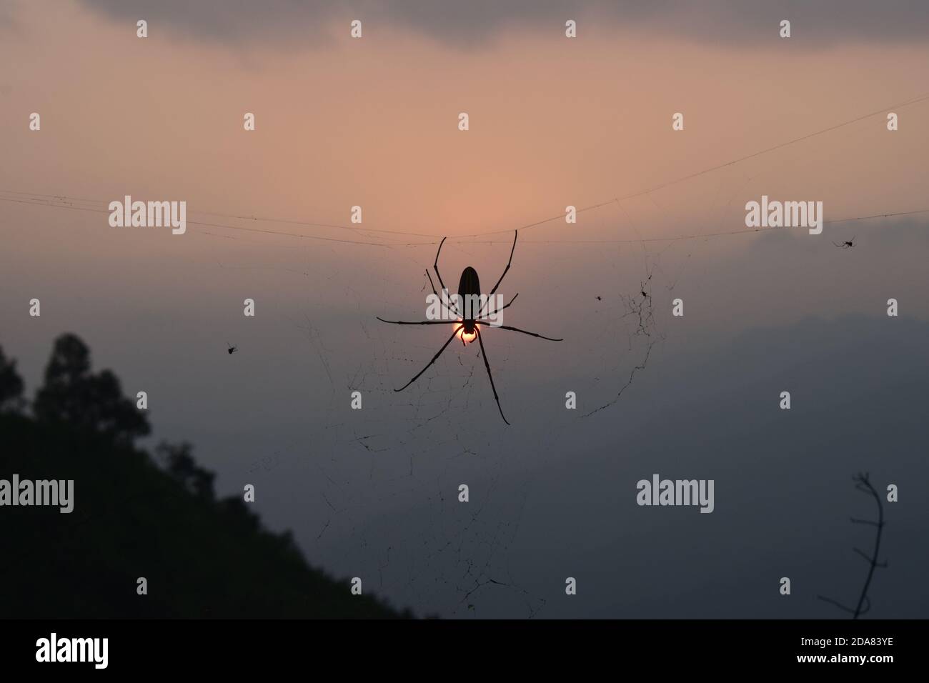 Silhouette a ragno isolata con sfondo tramonto Foto Stock