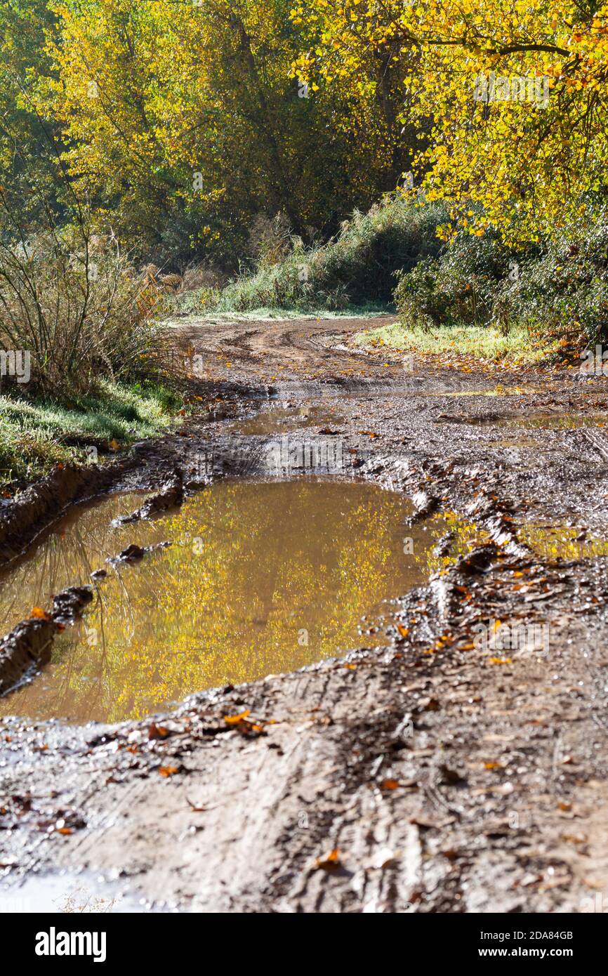 Pozzanghere di acqua su un percorso nella foresta in autunno Foto Stock