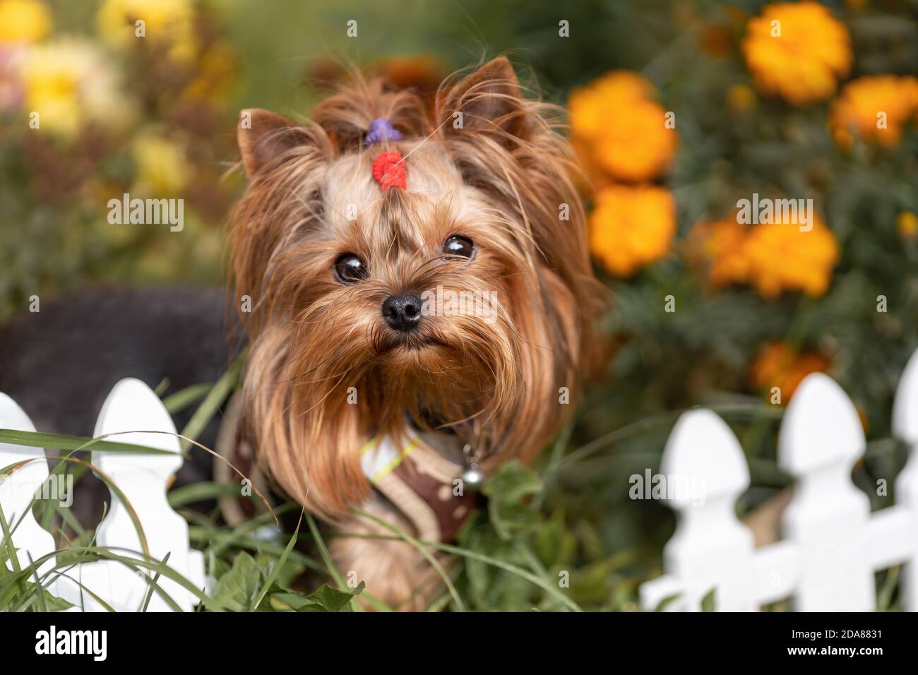 Piccolo carino yorkshire terrier cane vicino recinto tra fiori d'arancio alla natura soleggiata Foto Stock