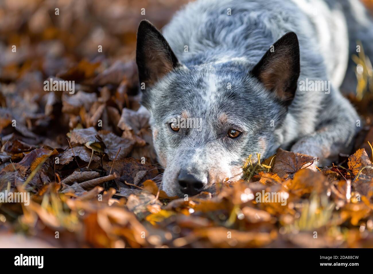 Il cane del heeler blu sta sdraiato sul fogliame marrone dell'autunno. Ritratto del cane australiano di bestiame alla natura. Foto Stock
