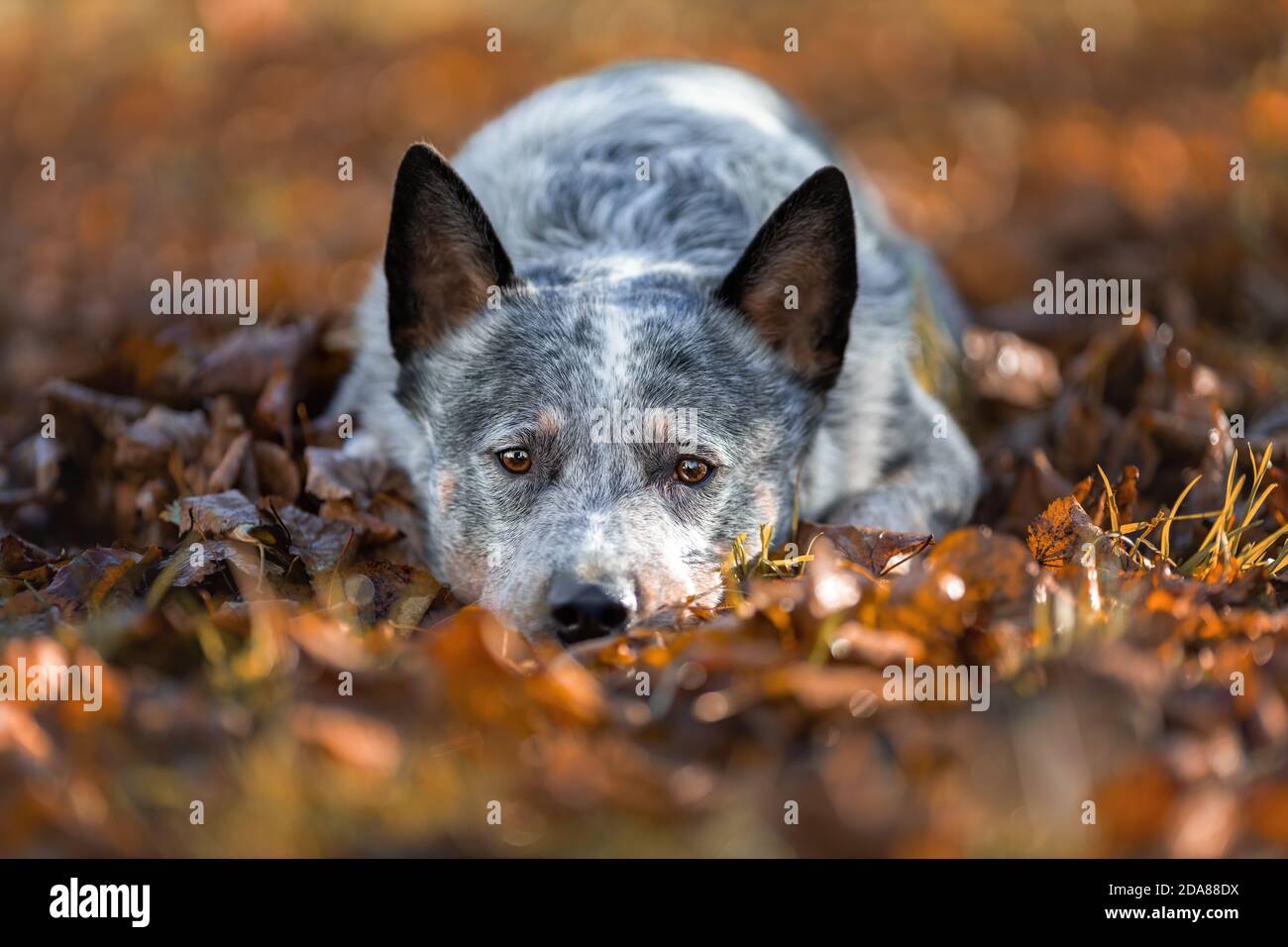 Il cane del heeler blu sta sdraiato sulle foglie di arancio caduto dell'autunno. Ritratto del cane australiano di bestiame alla natura. Foto Stock