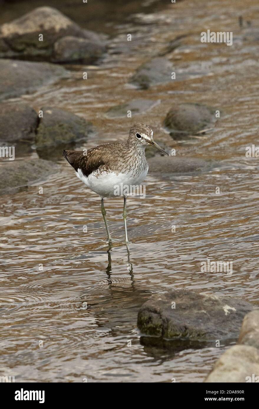 Green Sandpiper (Tringa ocropus) Adulti nel fiume Sendai, Kyushu, Giappone Marzo Foto Stock