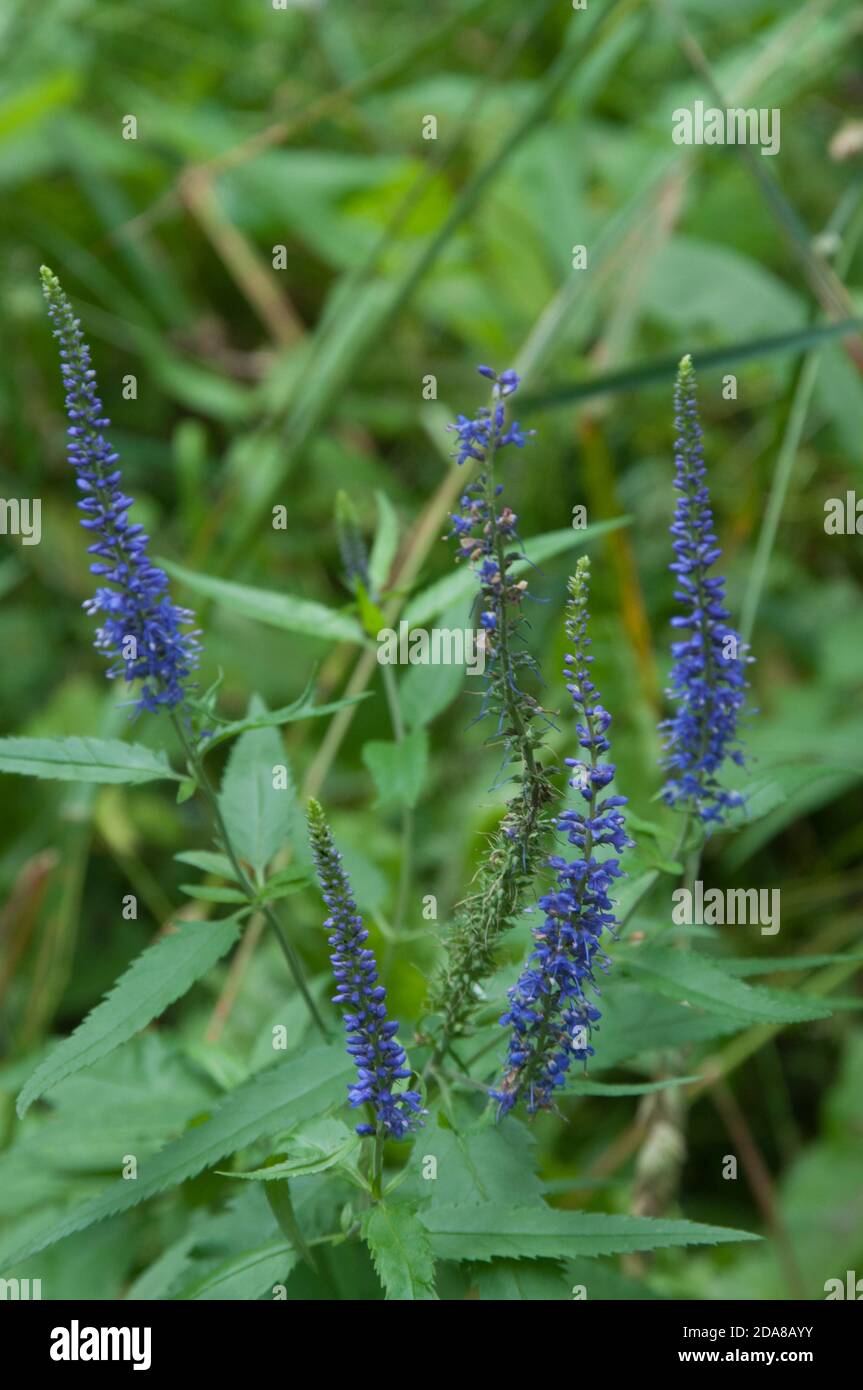 Veronica longifolia fiori in giardino, primo piano Foto Stock