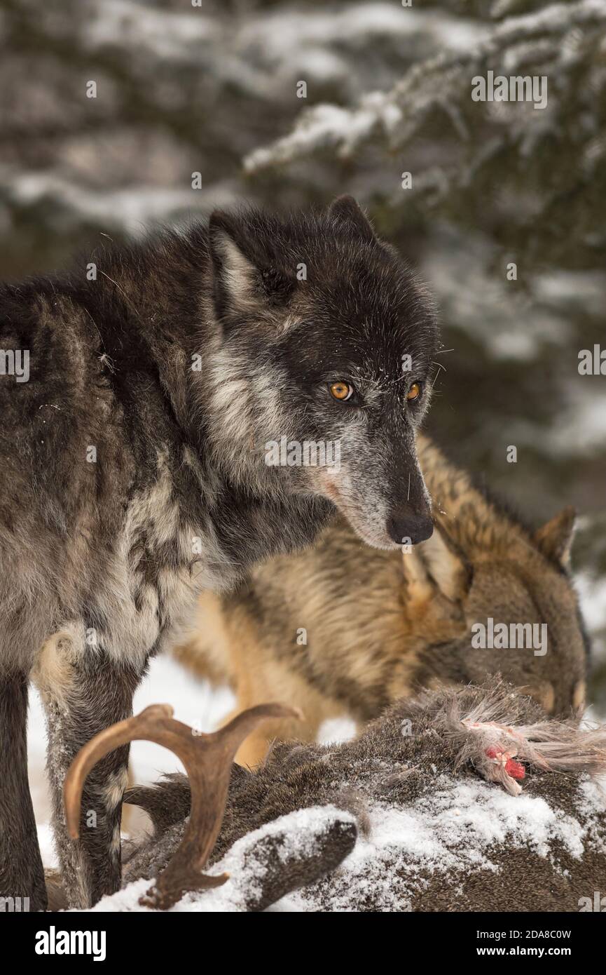 Lupo grigio (Canis lupus) Guarda in alto e indietro da oltre Deer Carne Inverno - animali in cattività Foto Stock